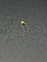 IMG_2483.webp