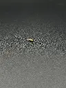 IMG_1614.webp