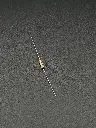 IMG_1731.webp