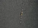 IMG_1807.webp