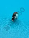 LMVW6073.webp