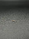 2KΩ 1/4W resistor